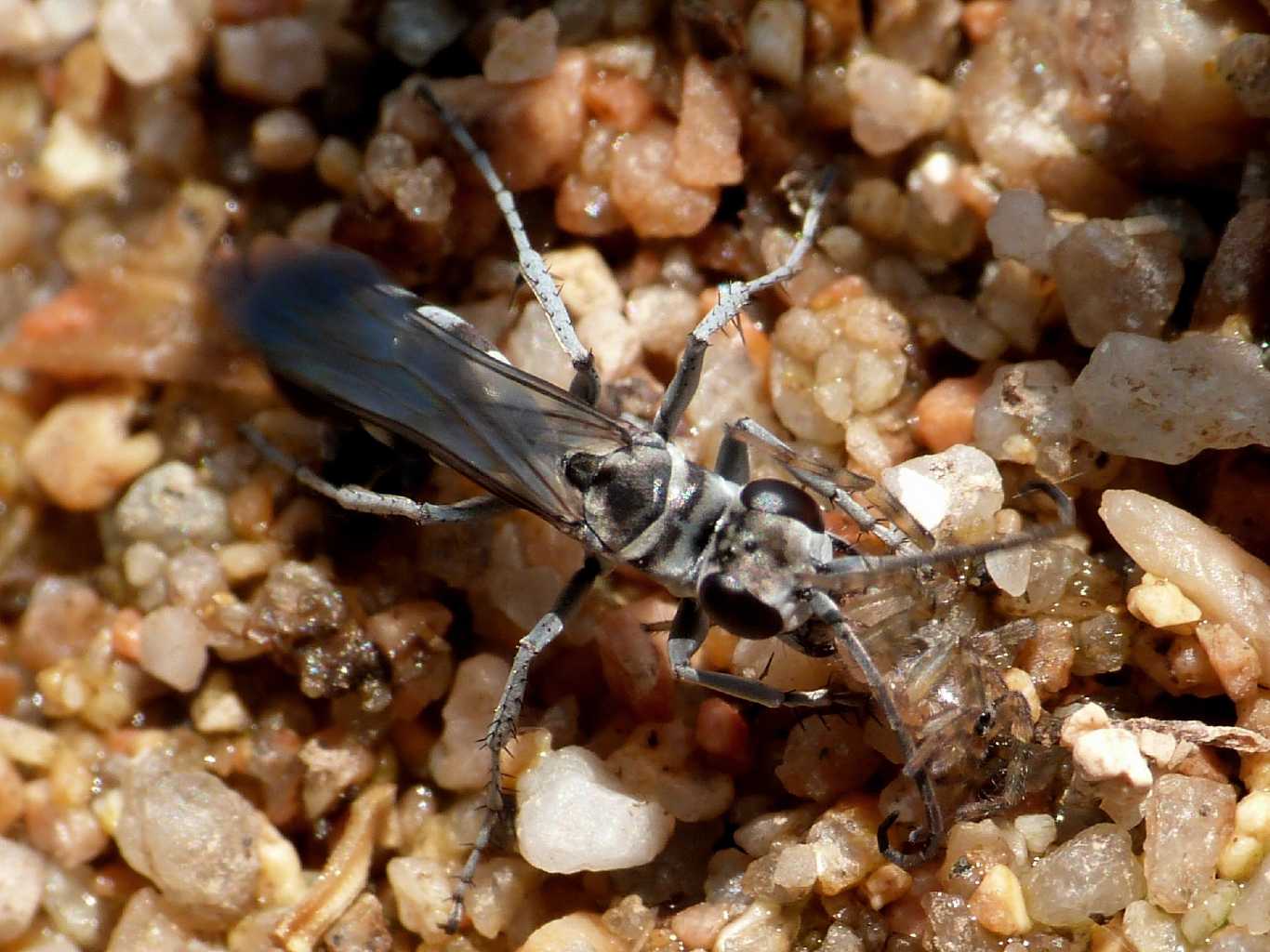 Pompilus cfr cinereus con piccola Arctosa - Palau (OT)